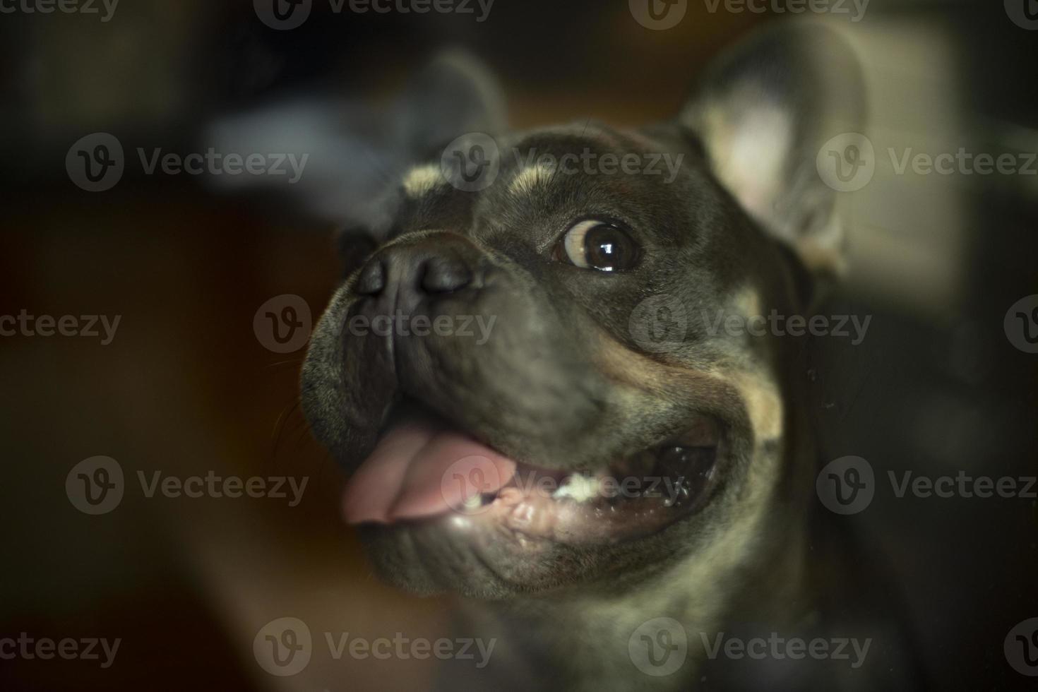Porträt eines Haustieres durch Glas. Hund öffnete sein Maul. süßer Welpe kleiner Rasse. foto