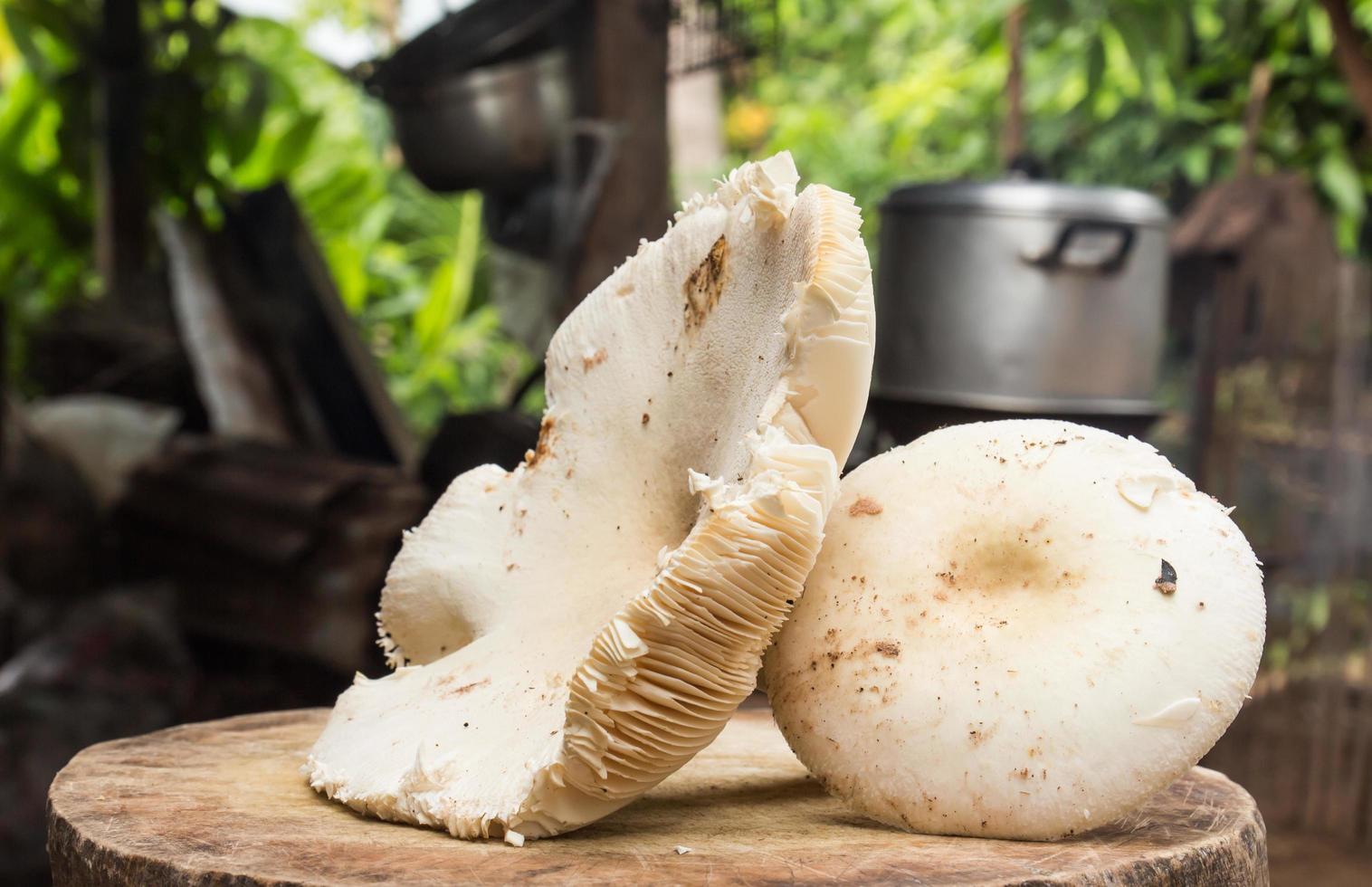 Pilz isoliert auf weißem Hintergrund foto