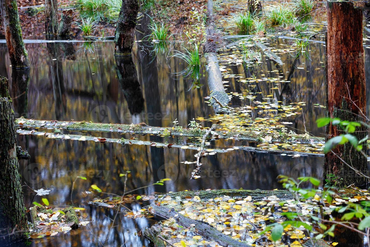 Feuchtgebiet Wald in der Wasserreflexion eines Waldsees. foto