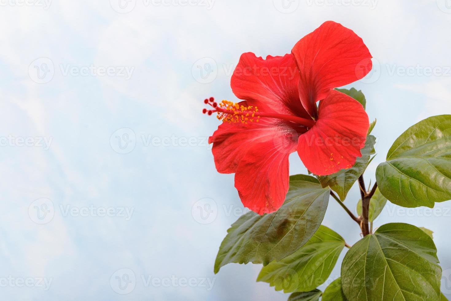 rote chinesische rosenblume auf einem blauen marmorhintergrund. foto