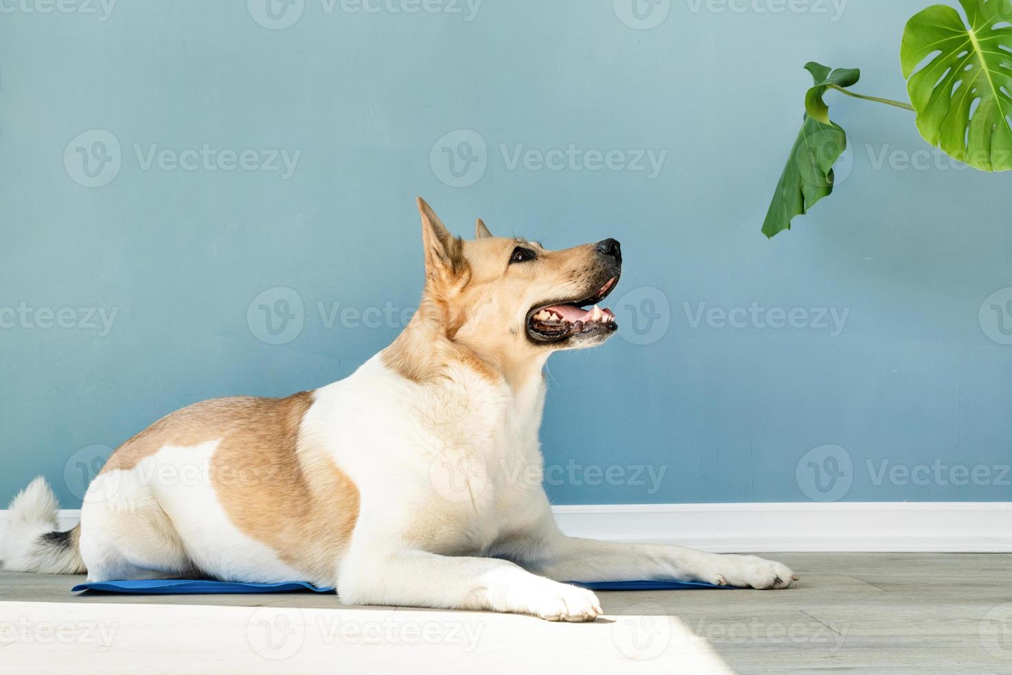 süß Hund Lügen auf cool Matte im heiß Tag suchen hoch, isoliert, Sommer-  Hitze. ai generiert 24512490 Stock-Photo bei Vecteezy