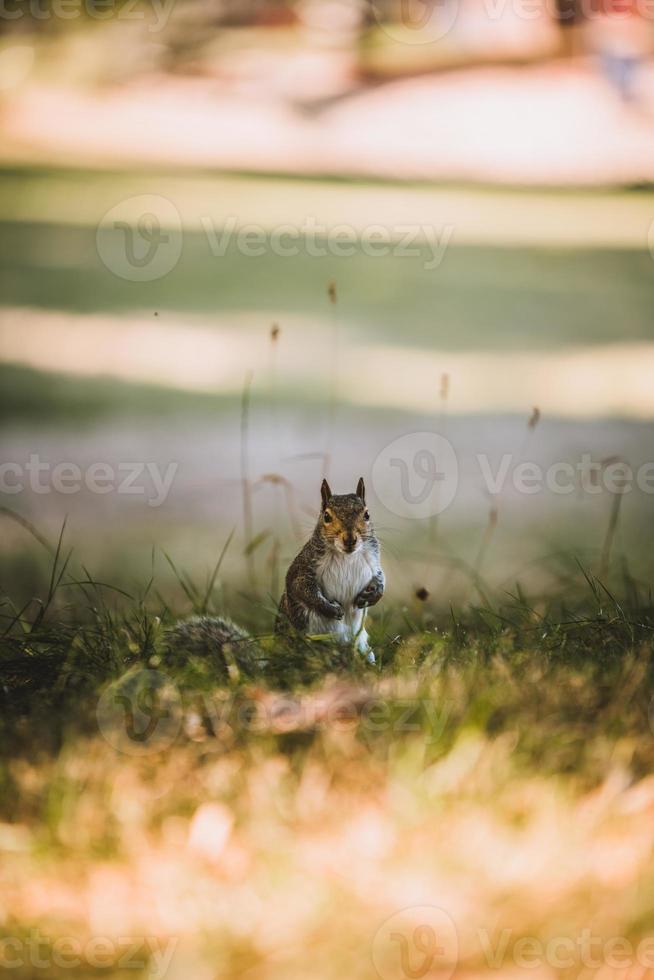 graues Eichhörnchen im Park foto