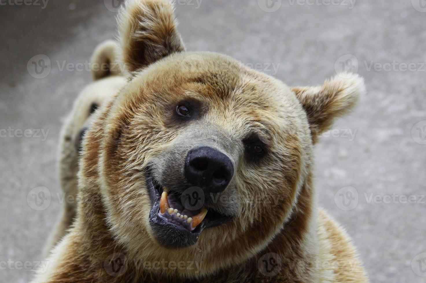 Bär im Zoo foto