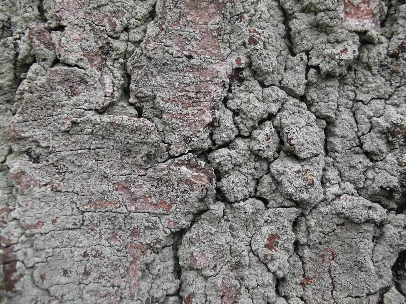 die Rinde eines Baumes im Moos. Textur. Nahansicht foto