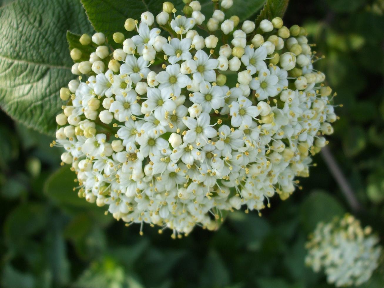 schöne weiße Blumen foto