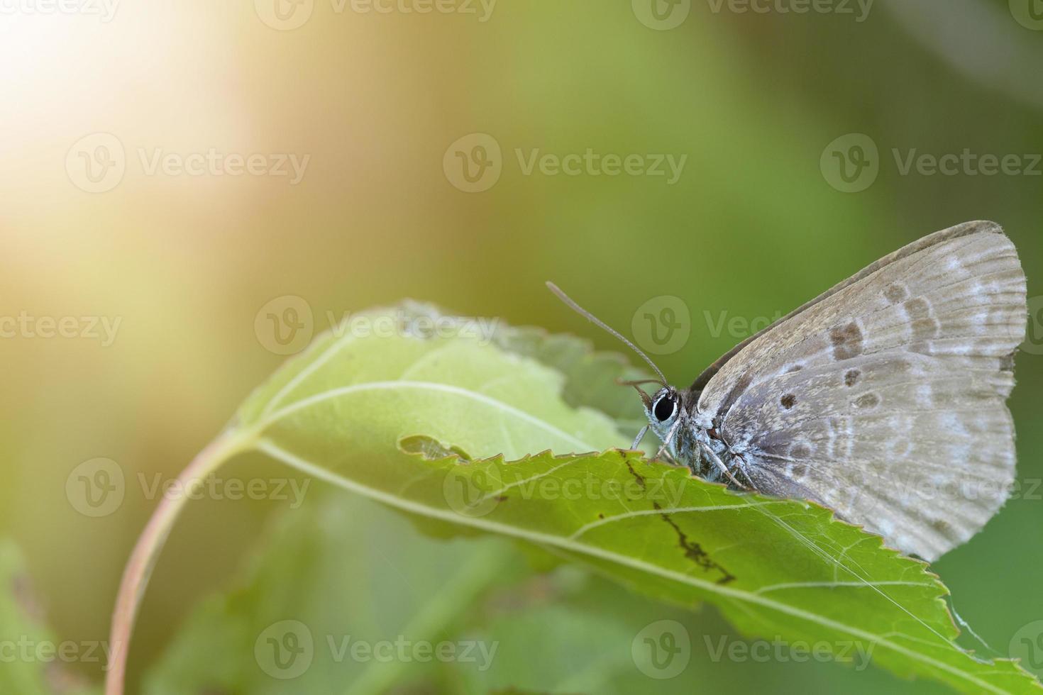 ein Schmetterling auf einem Blatt in den Strahlen der Sonne. foto