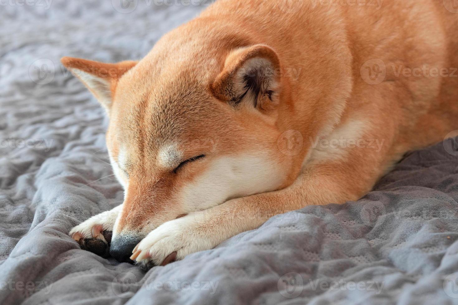 süßer roter shiba inu hund schläft zu hause auf grauem sofa. Nahansicht. Vertrauen, Ruhe, Tierpflege, Freundschaft, das Konzept der Liebe. foto