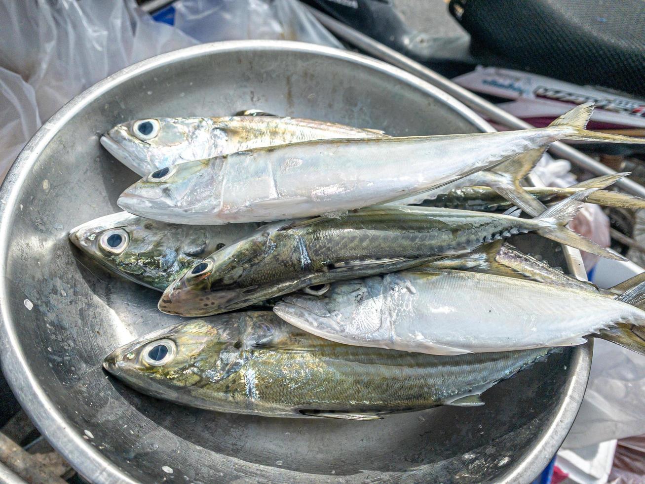 frische Makrele in einem Stall auf dem Markt platziert foto