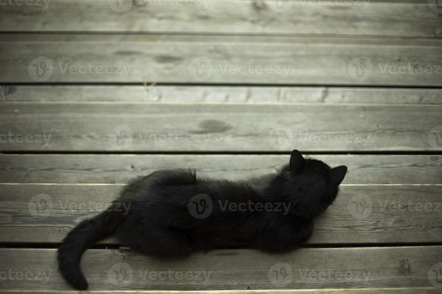 schwarze katze liegt auf tafel. Haustier auf der Veranda. Katze mit schwarzen Haaren. foto