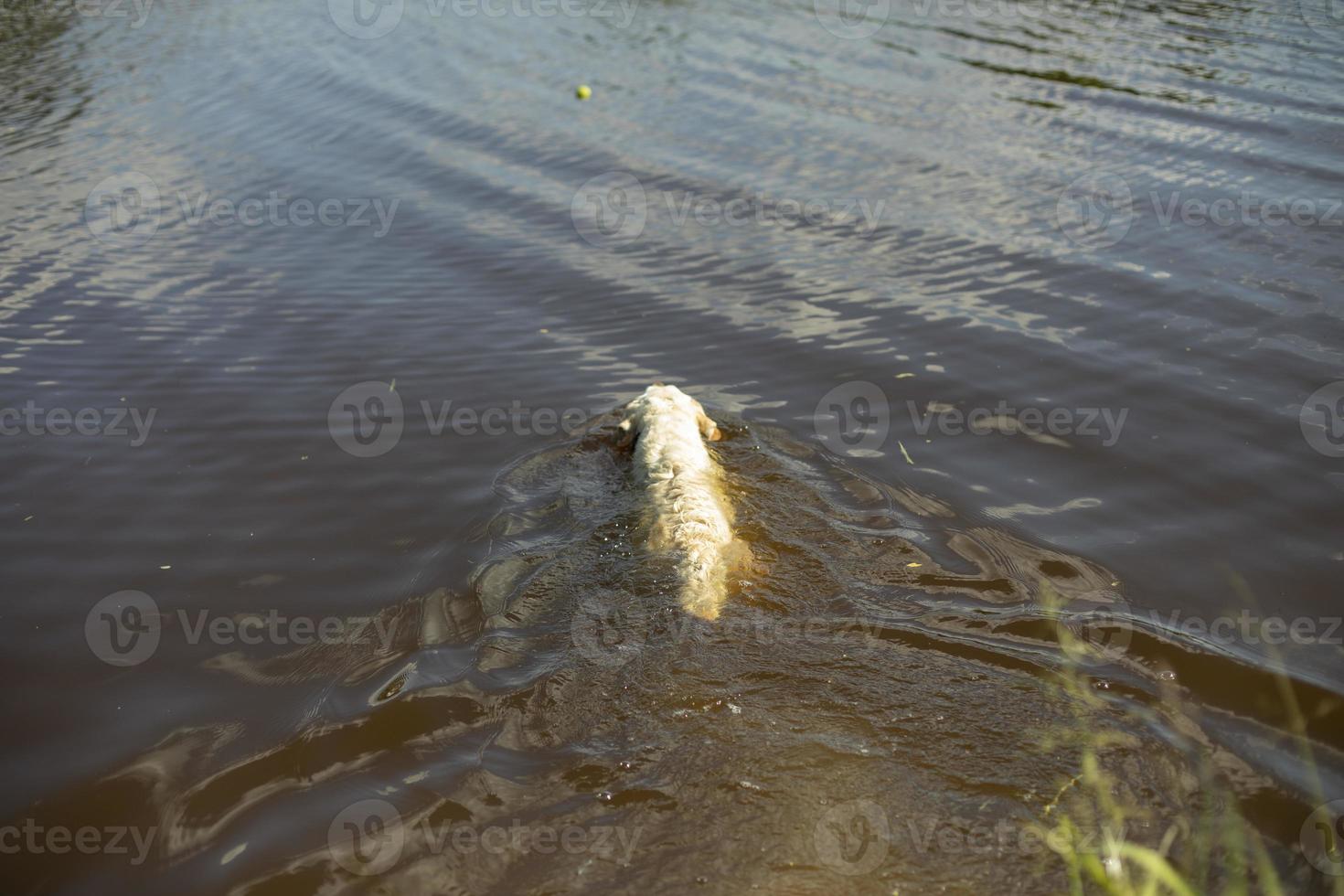 Hund im Wasser. Hund schwimmt im Wasser. Labrador im See. foto