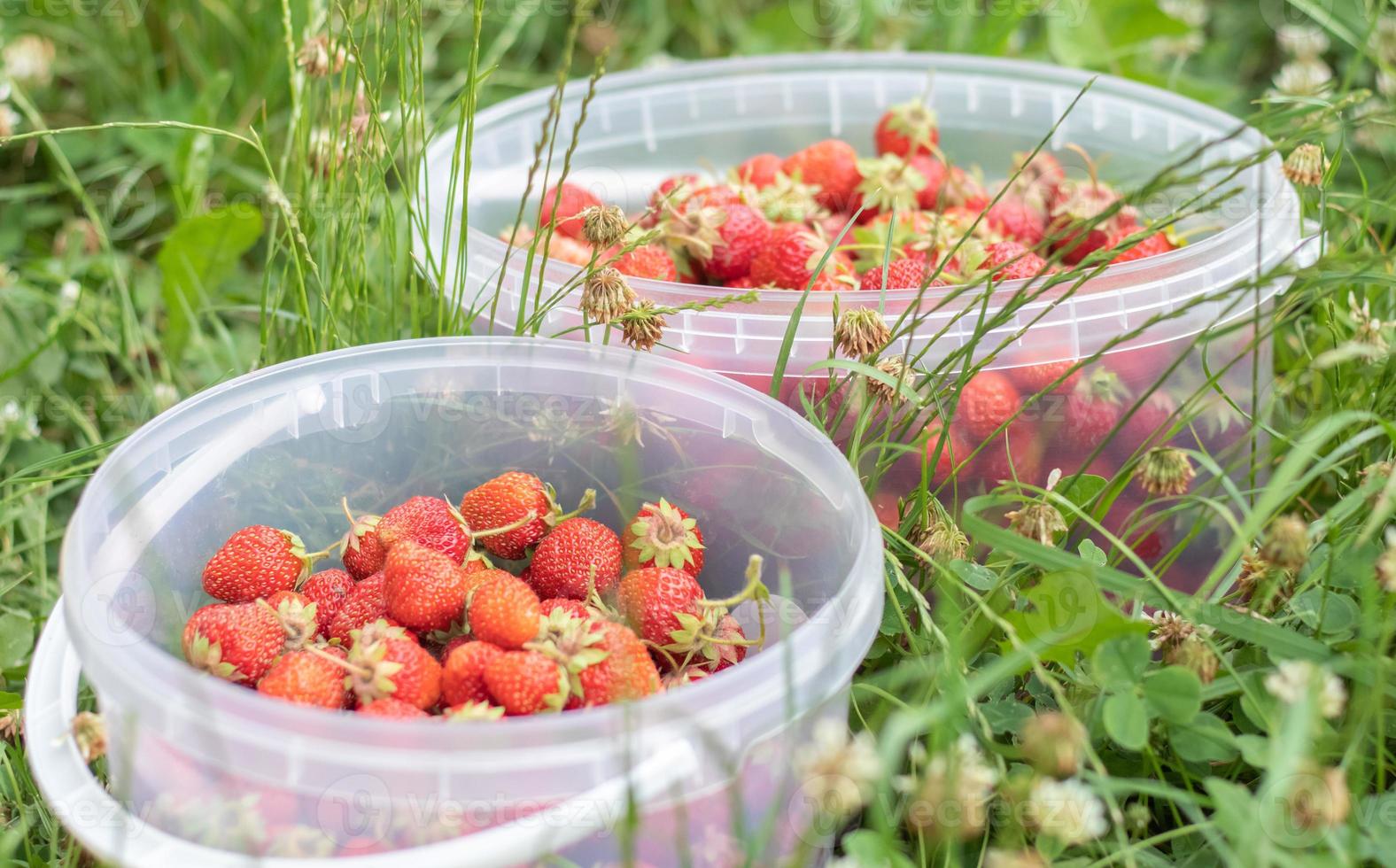 voller Eimer mit frisch gepflückten Erdbeeren im Sommergarten. Nahaufnahme von Erdbeeren in einem Plastikkorb. organische und frische Beeren auf einem Bauernmarkt, in einem Eimer auf einem Erdbeerbeet. foto