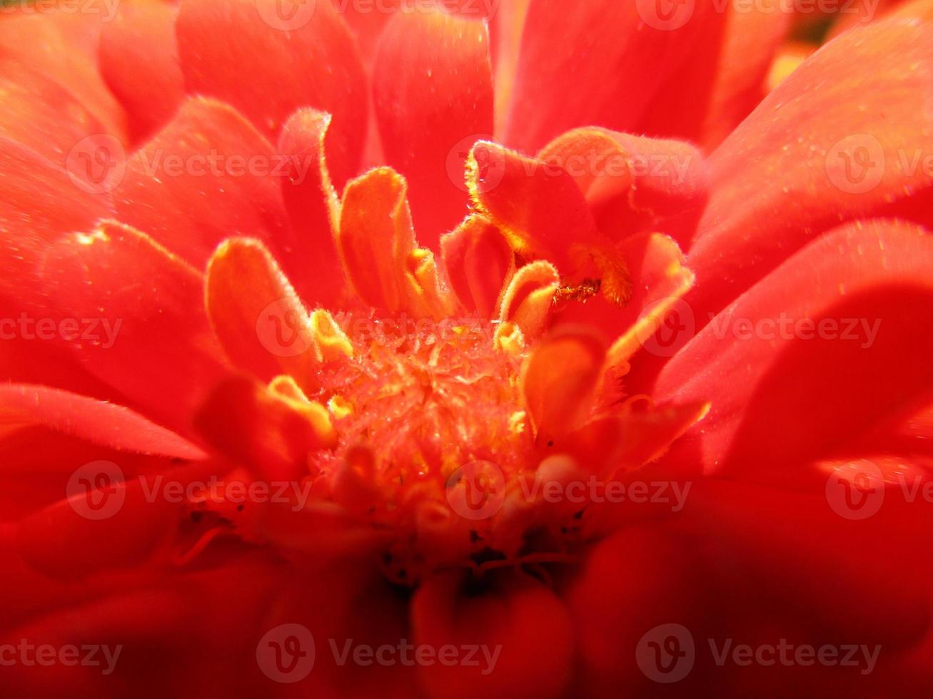 Blätter Blätter Früchte und Blumen foto