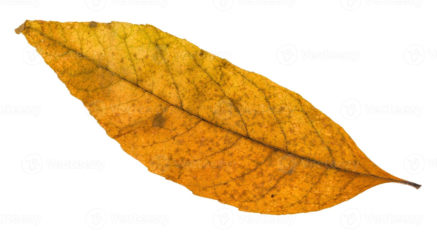altes Herbstblatt der Esche isoliert foto