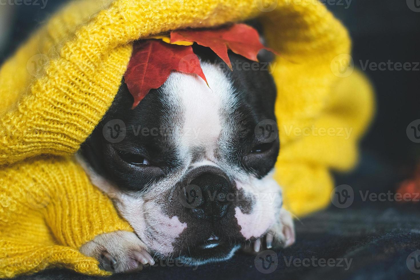 Herbstporträt eines Boston-Terrier-Hundes, der zu Hause in einen warmen, kuscheligen gelben Pullover gehüllt ist. foto
