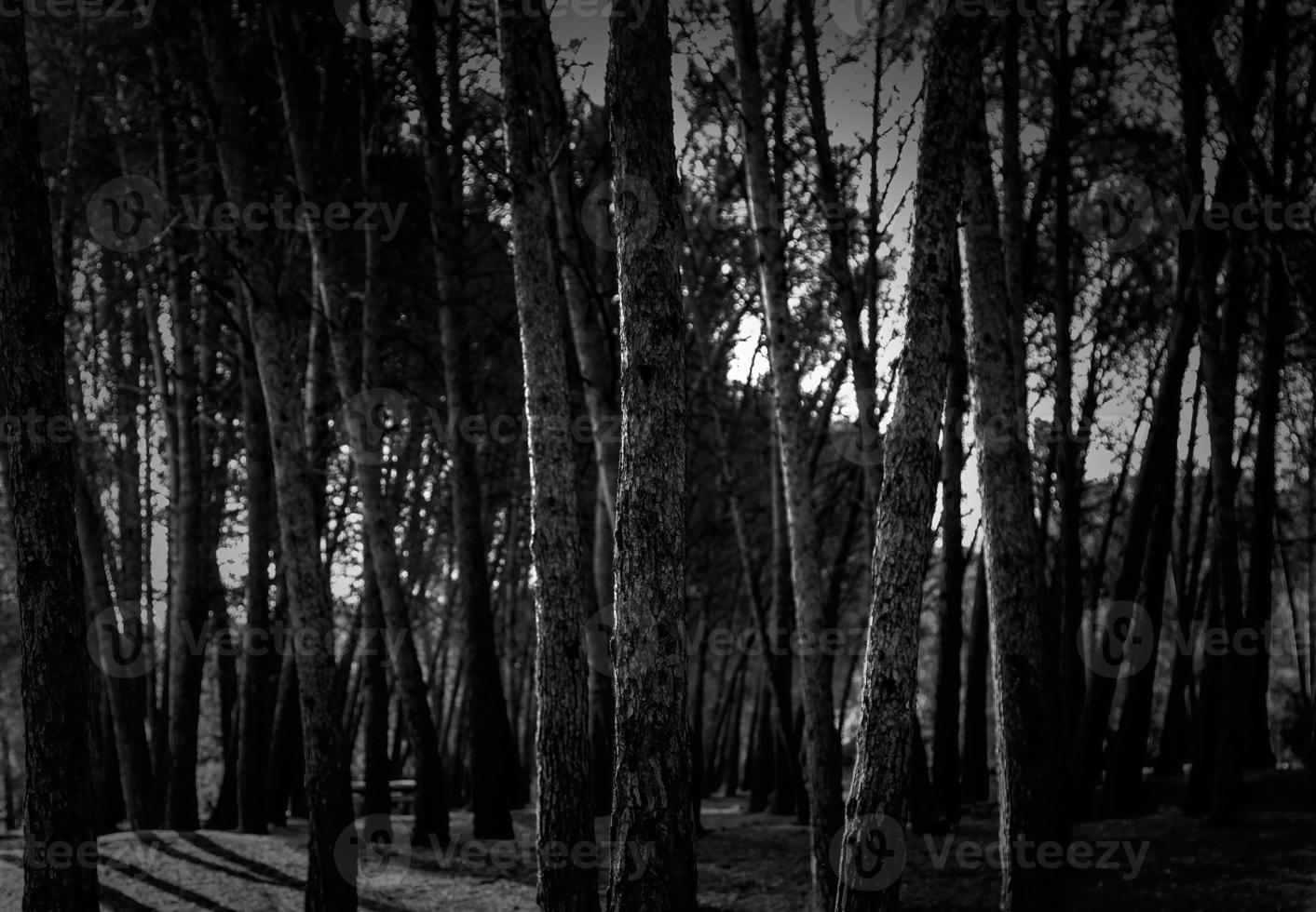 Schatten der Bäume im Wald foto