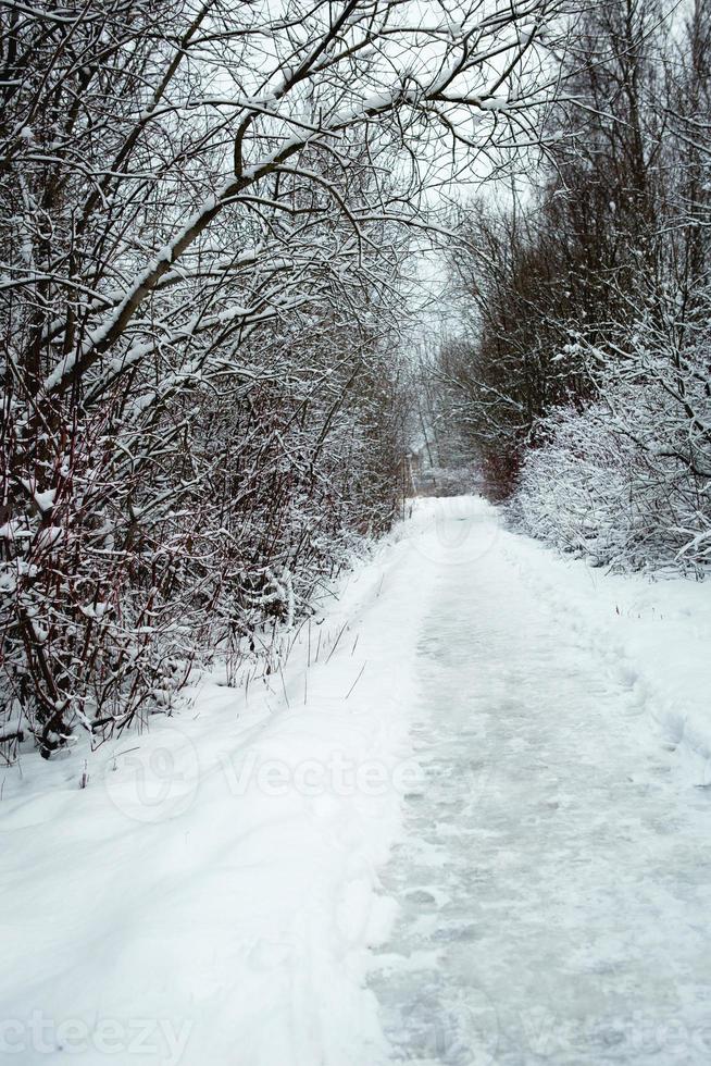 ein Pfad durch einen verschneiten Wald mit Fußspuren im Schnee. Grafische kahle Zweige der Bäume im weißen Wald. Winterlandschaft foto