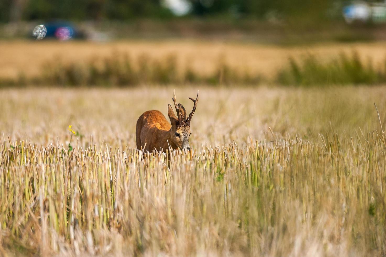 wildes Reh foto