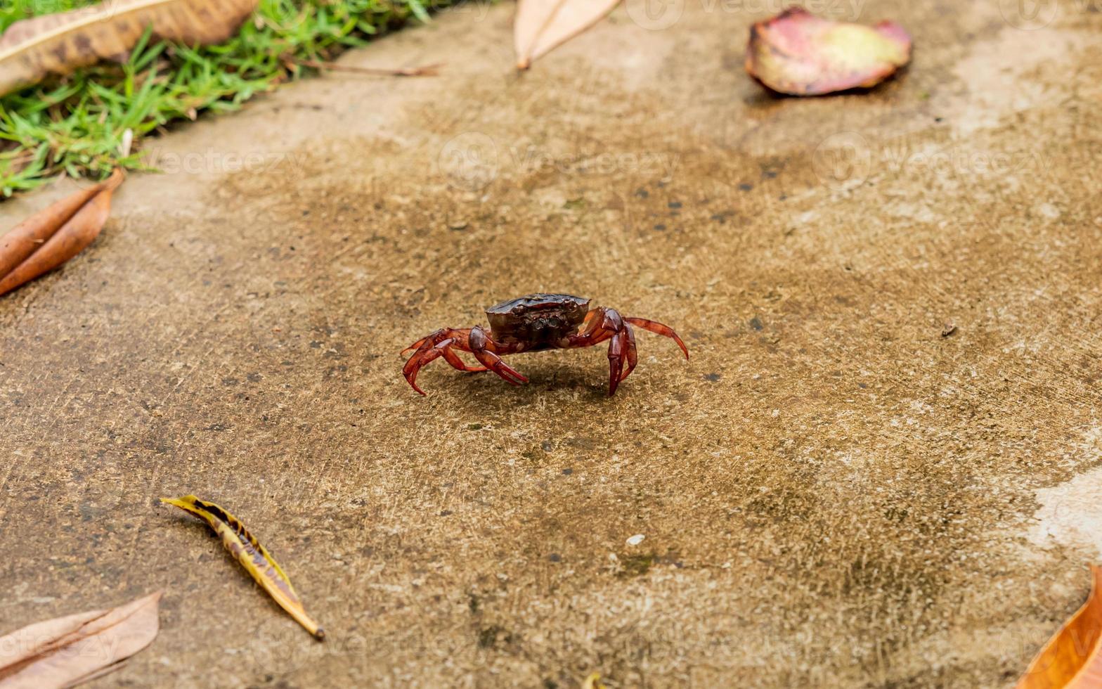 Krabben im Garten spazieren foto