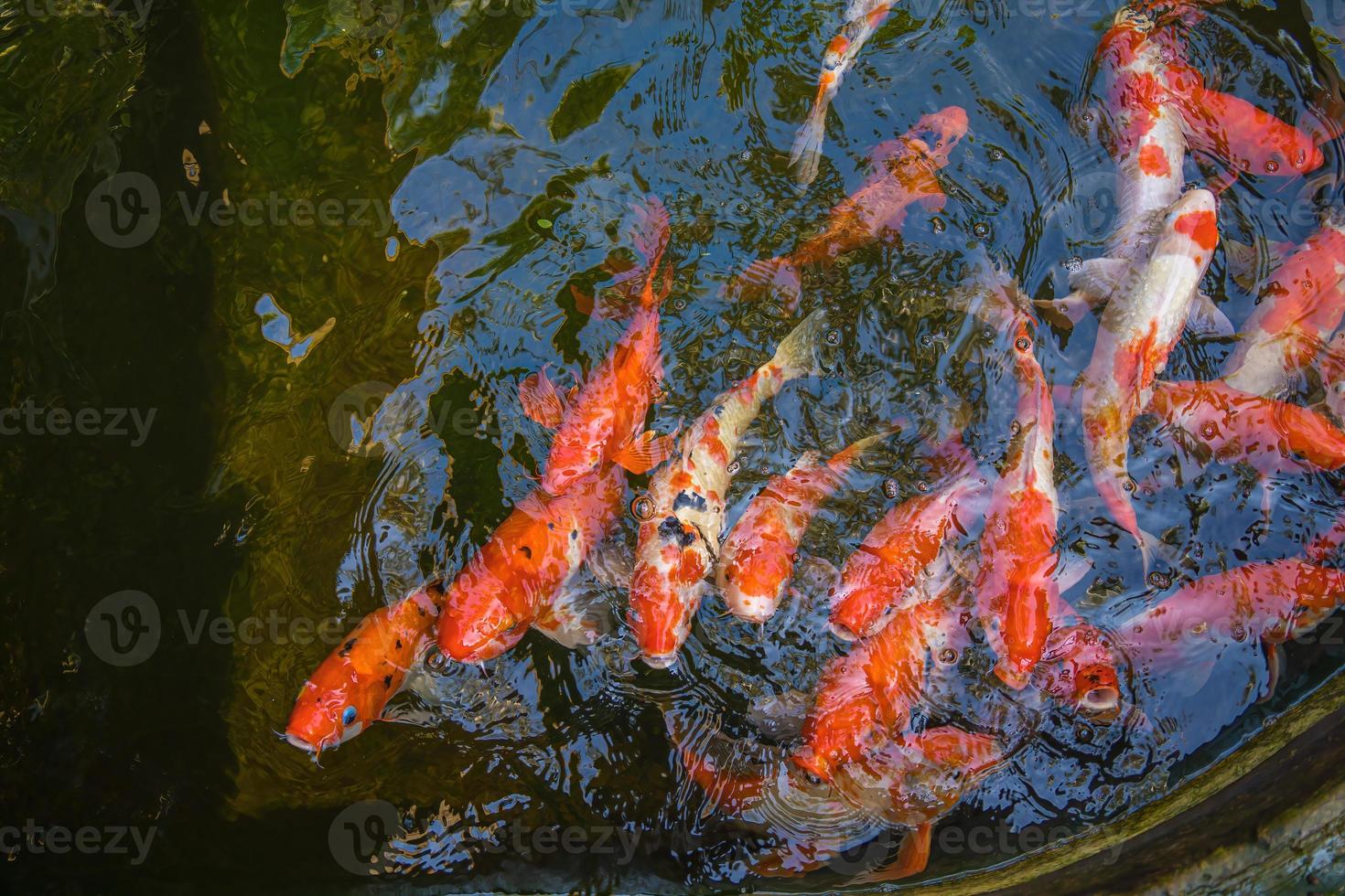 Koi-Fische schwimmen in künstlichen Teichen mit einem schönen Hintergrund im klaren Teich. Bunte Zierfische schwimmen in einem künstlichen Teich, Ansicht von oben foto