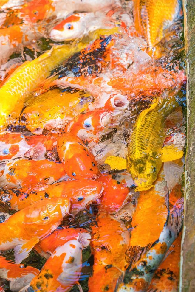 Koi-Fische schwimmen in künstlichen Teichen mit einem schönen Hintergrund im klaren Teich. Bunte Zierfische schwimmen in einem künstlichen Teich, Ansicht von oben foto