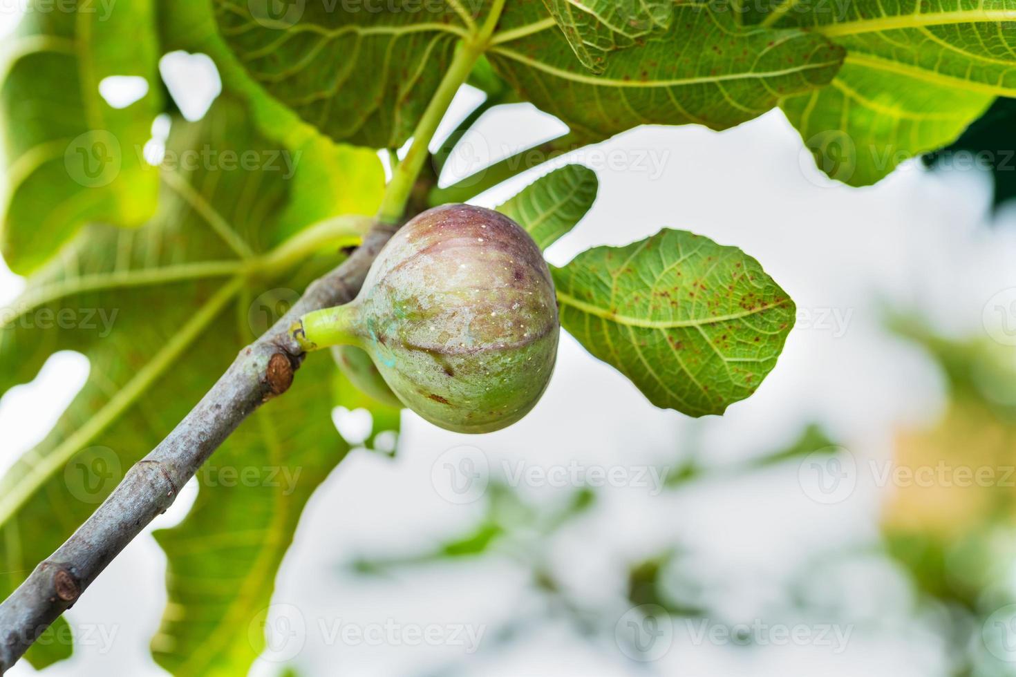 zerrissene Feige am Baum foto