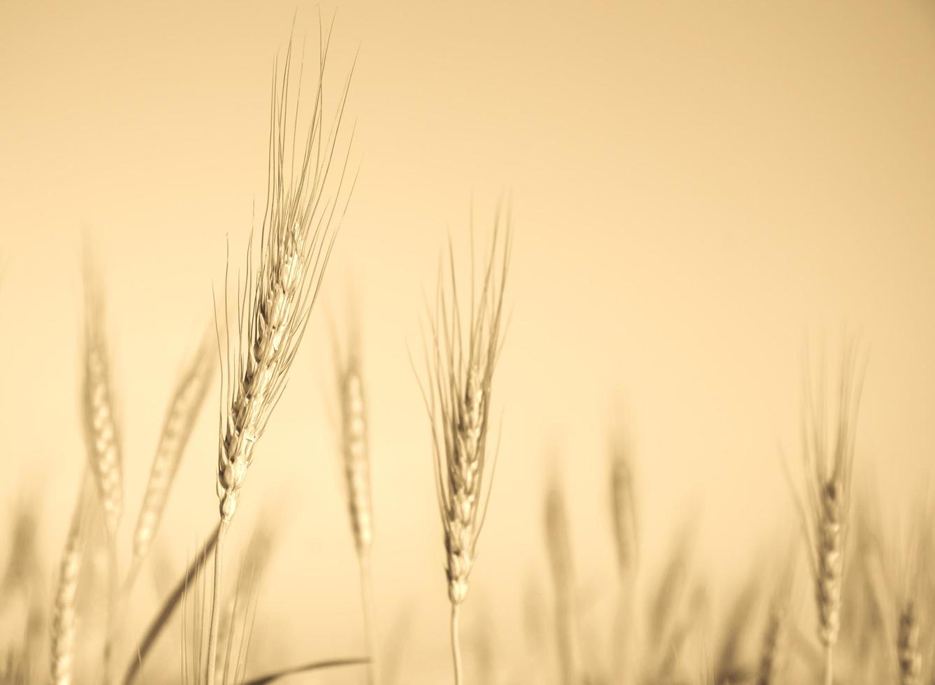 Bild von Gerstenkörnern, die auf einem Feld wachsen foto