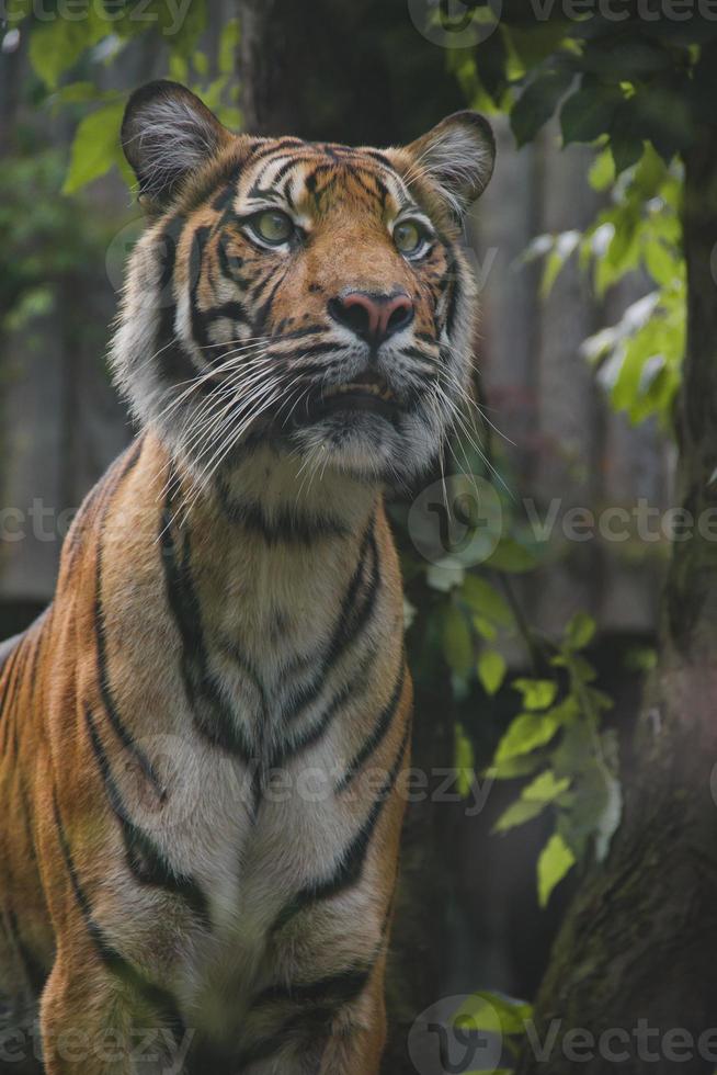 Tierfotografie, Sumatra-Tiger, Raubkatze, Panthera Tigris Sumatrae, Blätter im Hintergrund foto