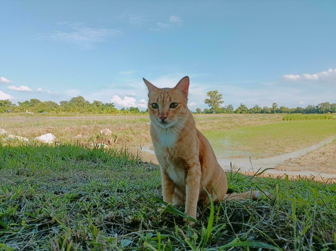 orange-gelbe Katze mitten auf einem Feld foto