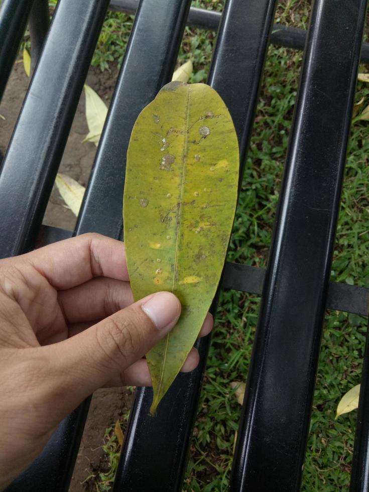 Die Hand des Mannes, die ein grünes Frangipani-Baumblatt hält foto