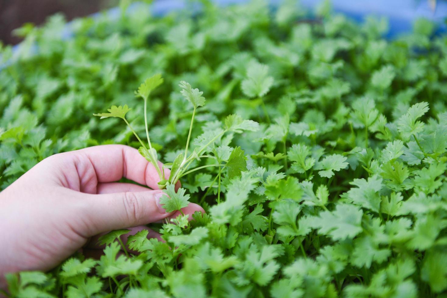 Koriander-Pflanzenblatt zur Handernte im Graden-Naturhintergrund - grüner Koriander hinterlässt Gemüse für Lebensmittelzutaten foto