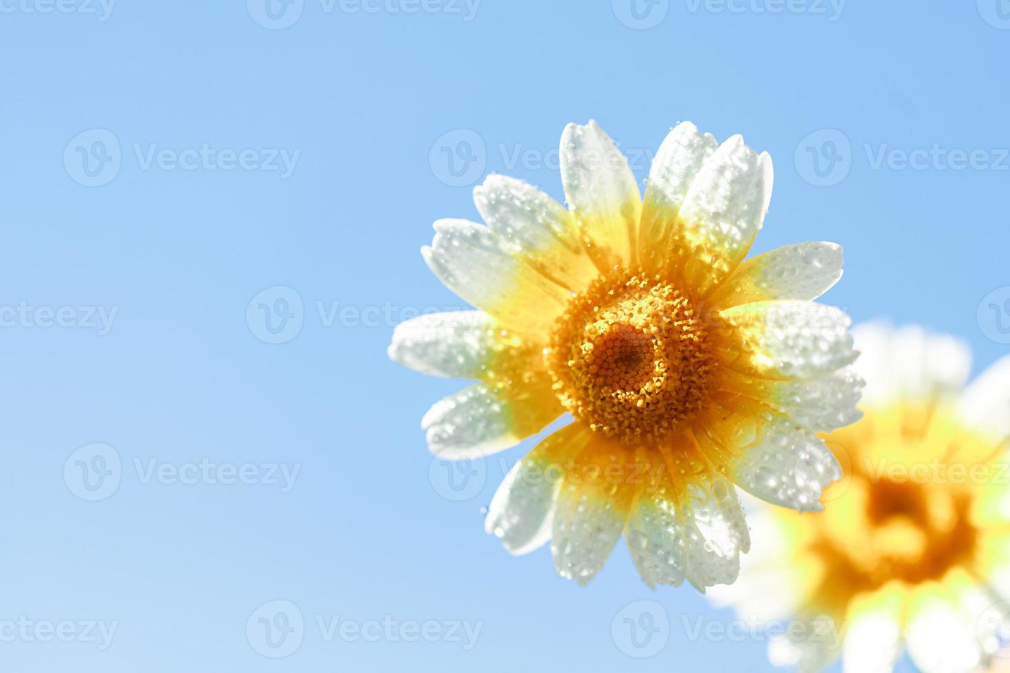 Blumen-Makro. natürlichen Hintergrund. Gerbera. Wassertropfen foto