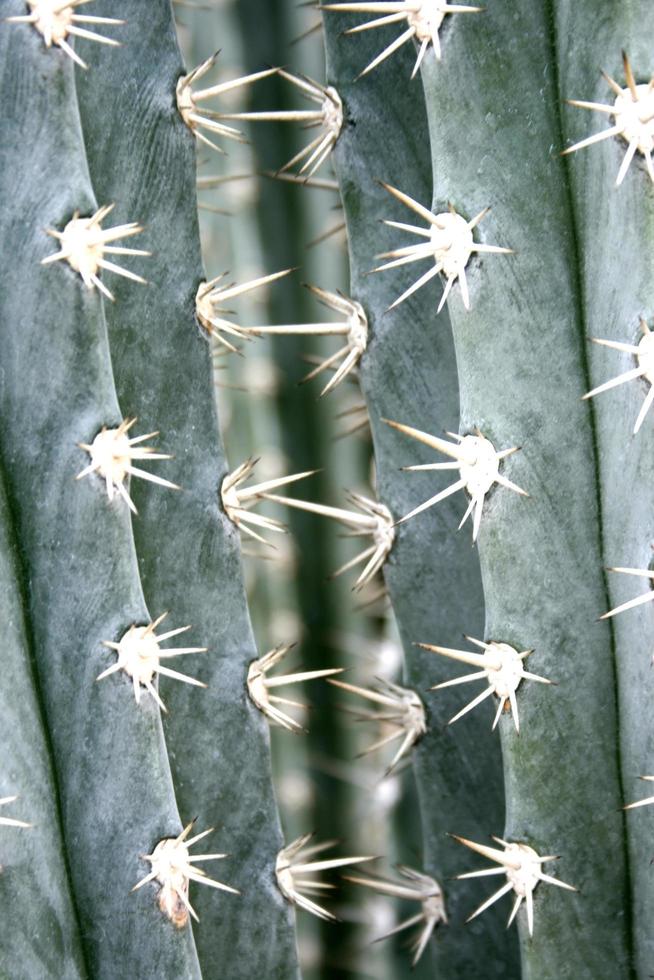 Nahaufnahme des Kaktus mit langen Dornen foto