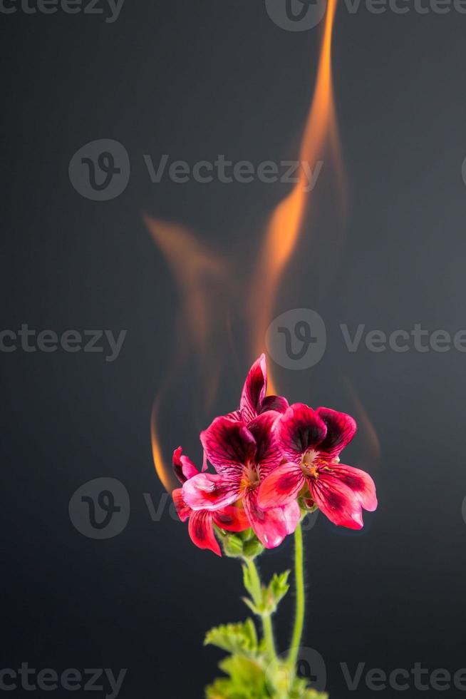 Blume in Flammen foto