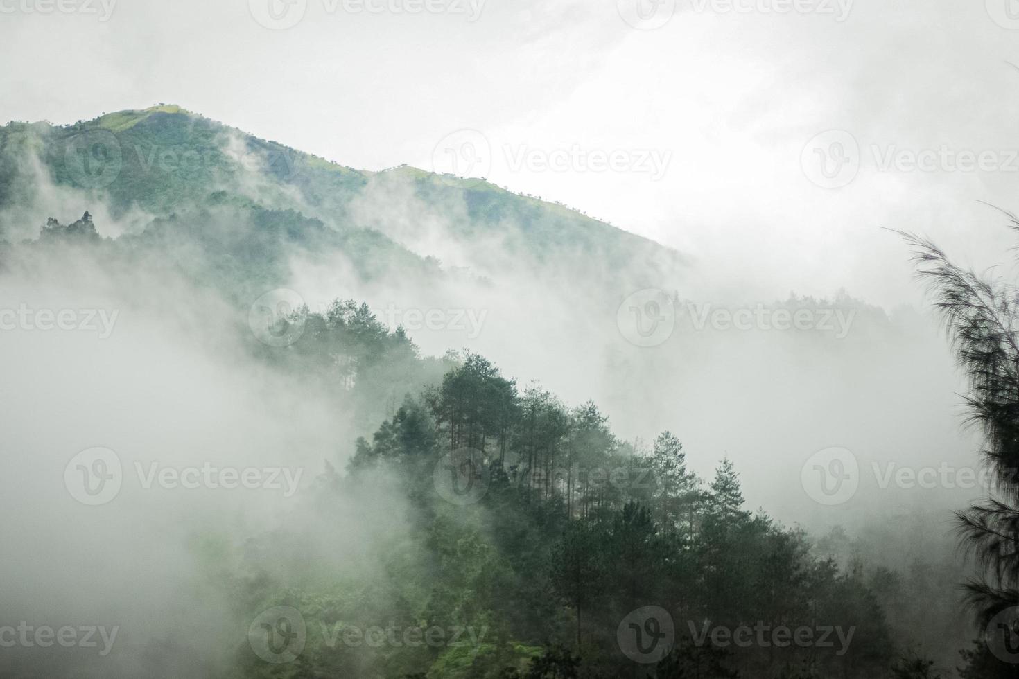 dunkler berg, kiefernwald mit nebel foto