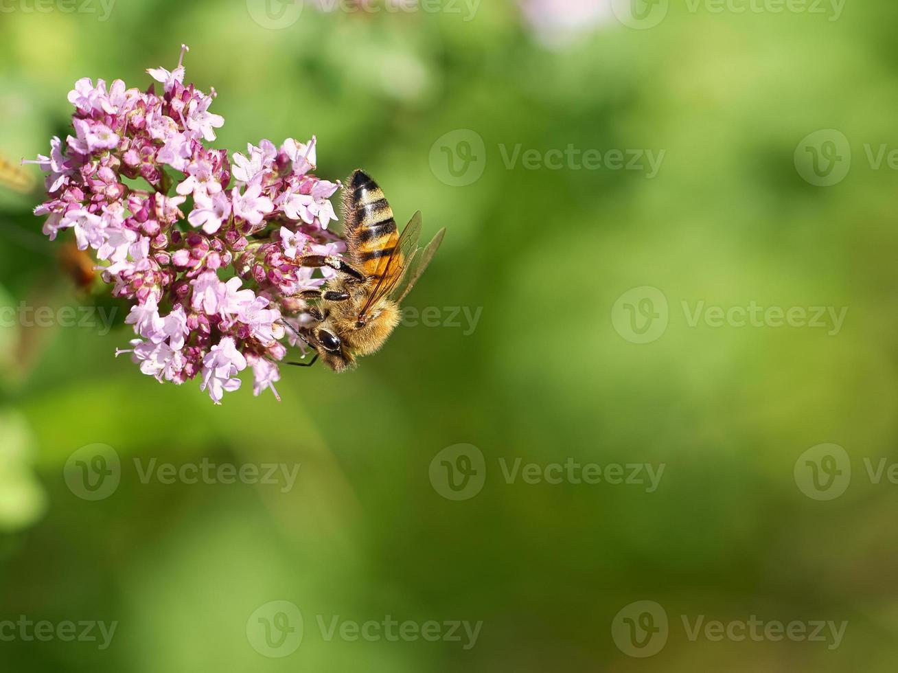 Honigbiene sammelt Nektar auf einer Blume des Blumenschmetterlingsstrauchs. fleißige Insekten foto