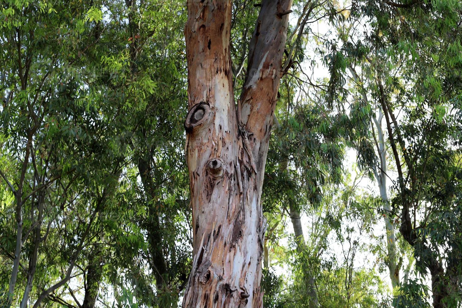 der Stamm eines hohen Baumes in einem Stadtpark. foto
