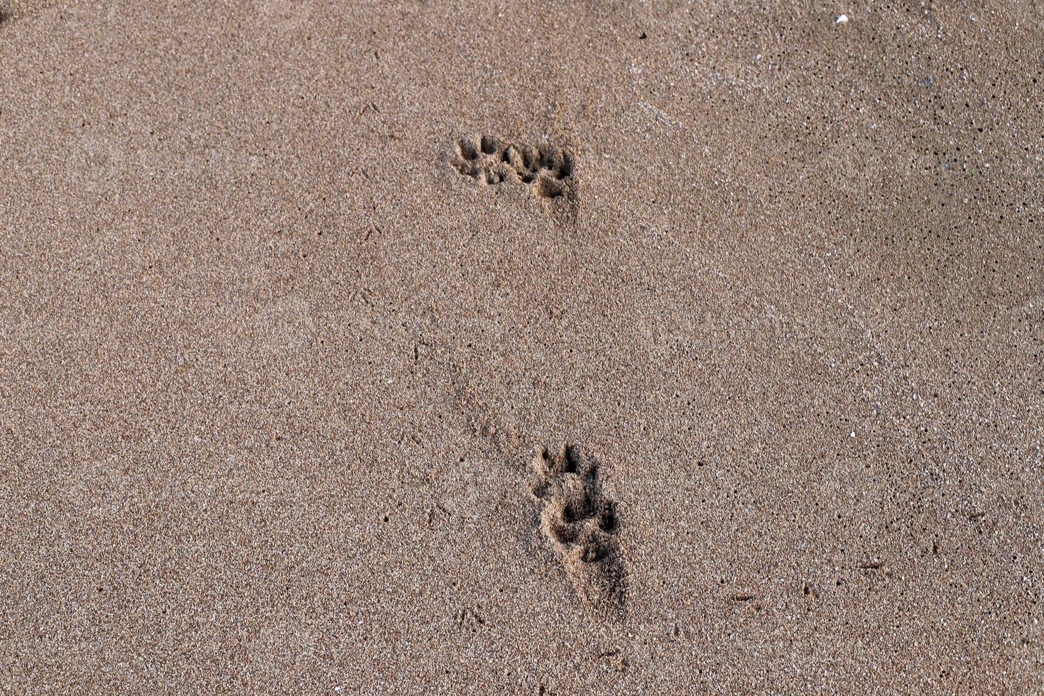 Fußspuren im Sand am Ufer des Mittelmeers. foto