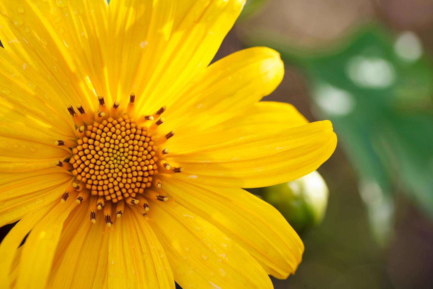 Nahaufnahme mexikanisches Sonnenblumenkraut foto