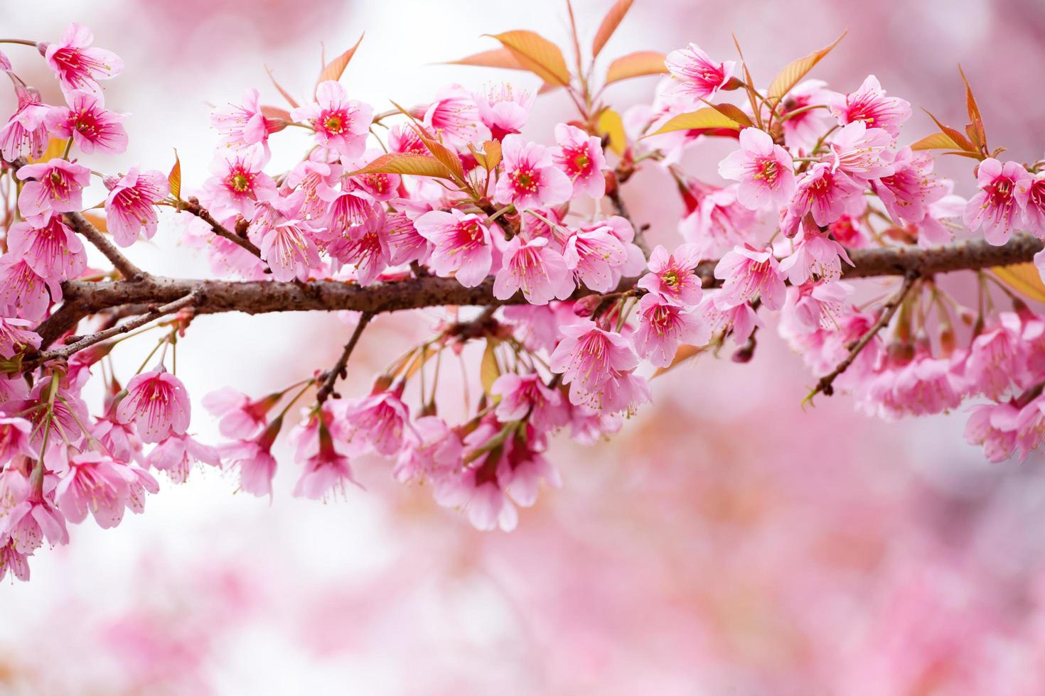 frühling sakura rosa blume abstrakte natur hintergrund foto