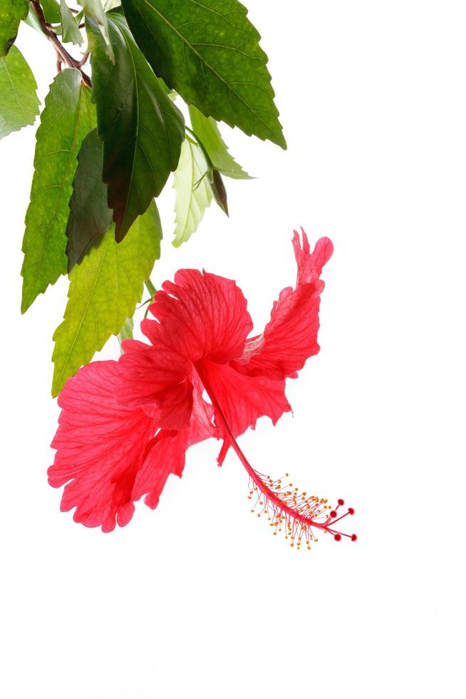 rote Hibiskusblüte auf weißem Hintergrund foto