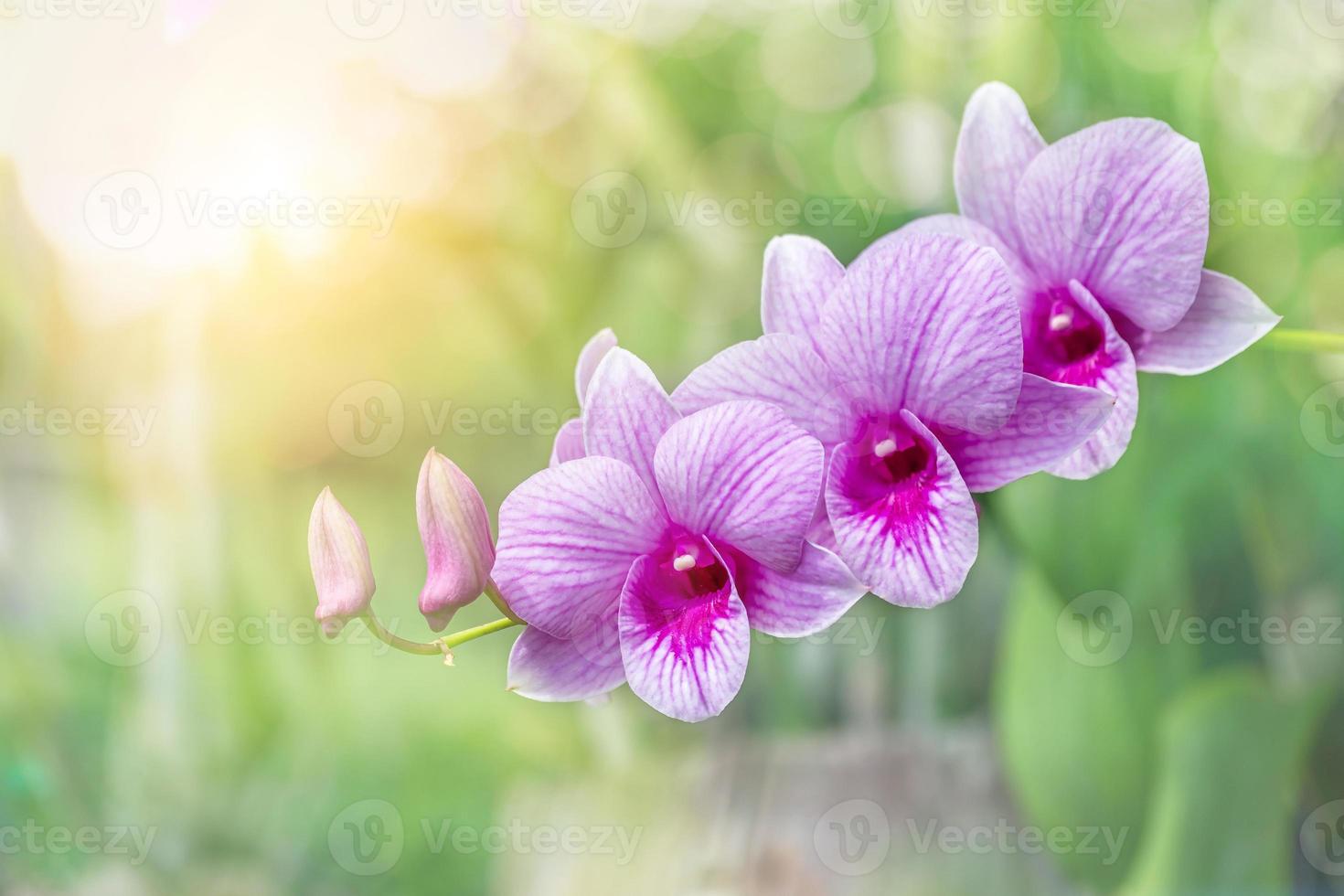 Orchideenblüte im Orchideengarten am Winter- oder Frühlingstag. Orchideenblume für Postkartenschönheits- und Landwirtschaftsdesign. Schöne Orchideenblüte im Garten, in voller Blüte auf dem Bauernhof, auf Naturunschärfehintergrund foto