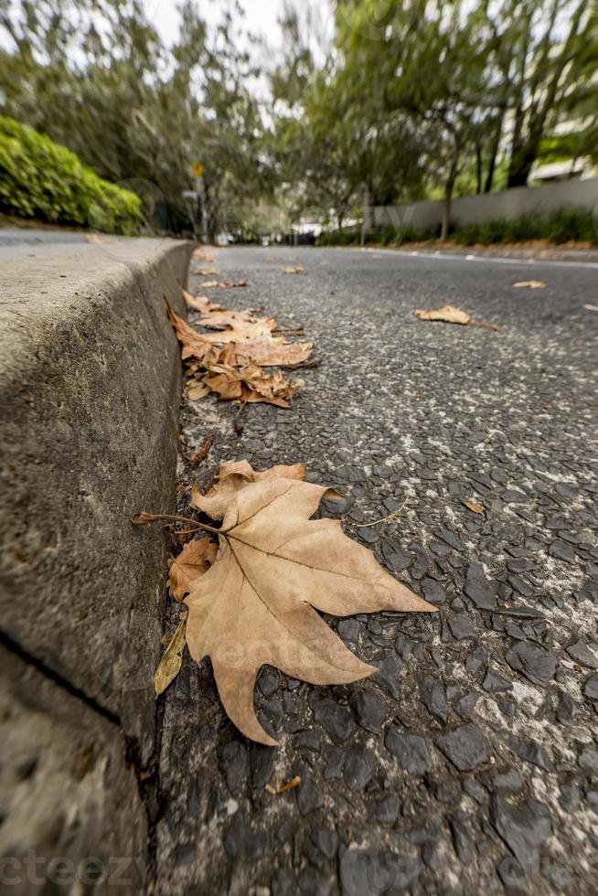 getrocknete Blätter auf der Straße foto