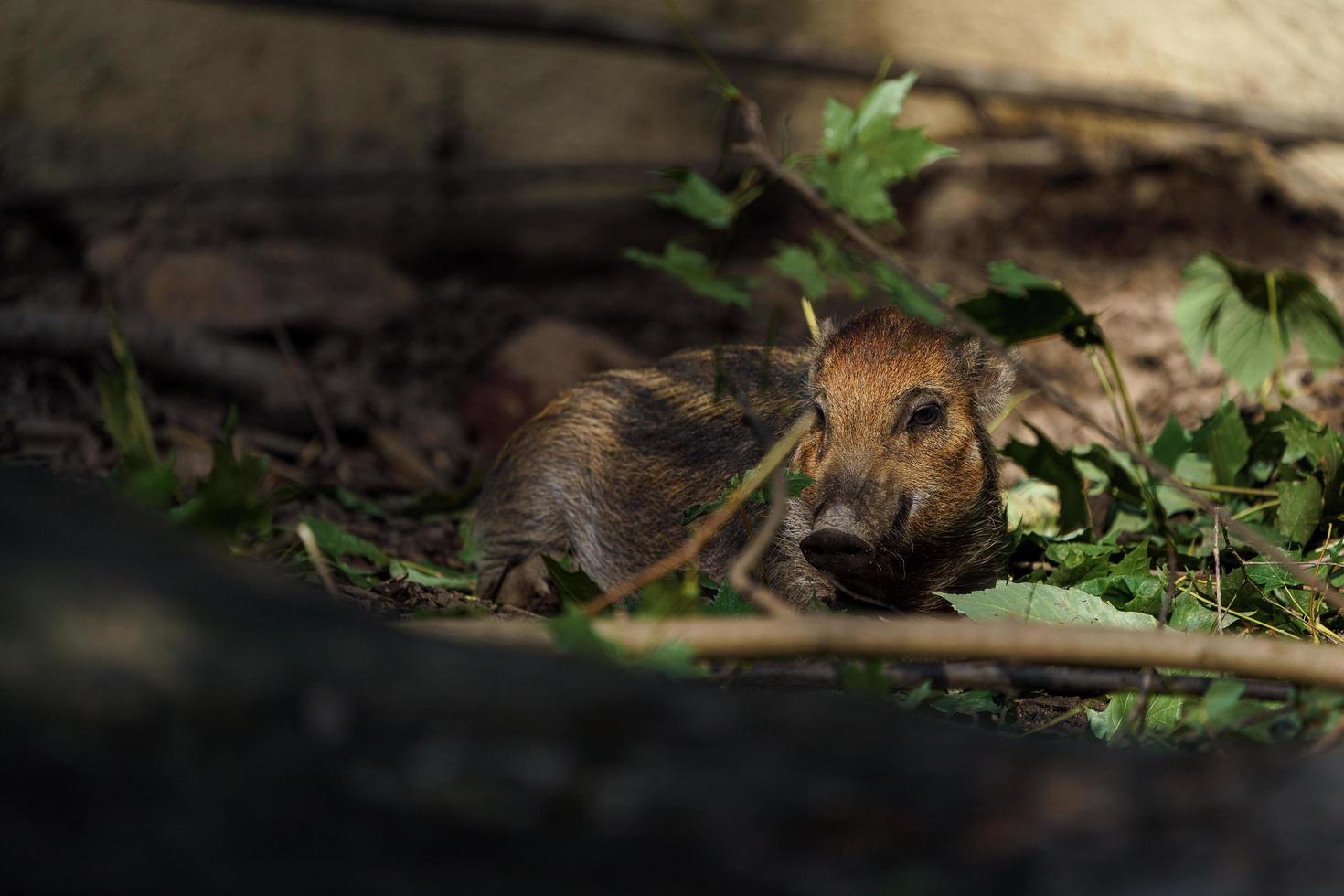 Visayan Warzenschwein foto