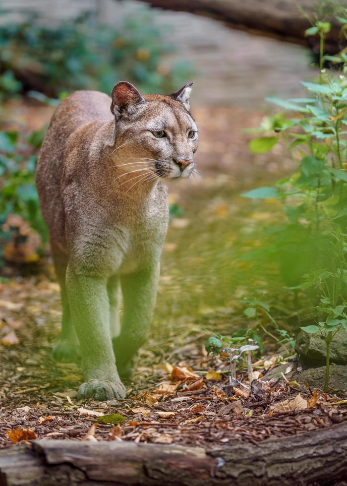 Puma im Zoo foto