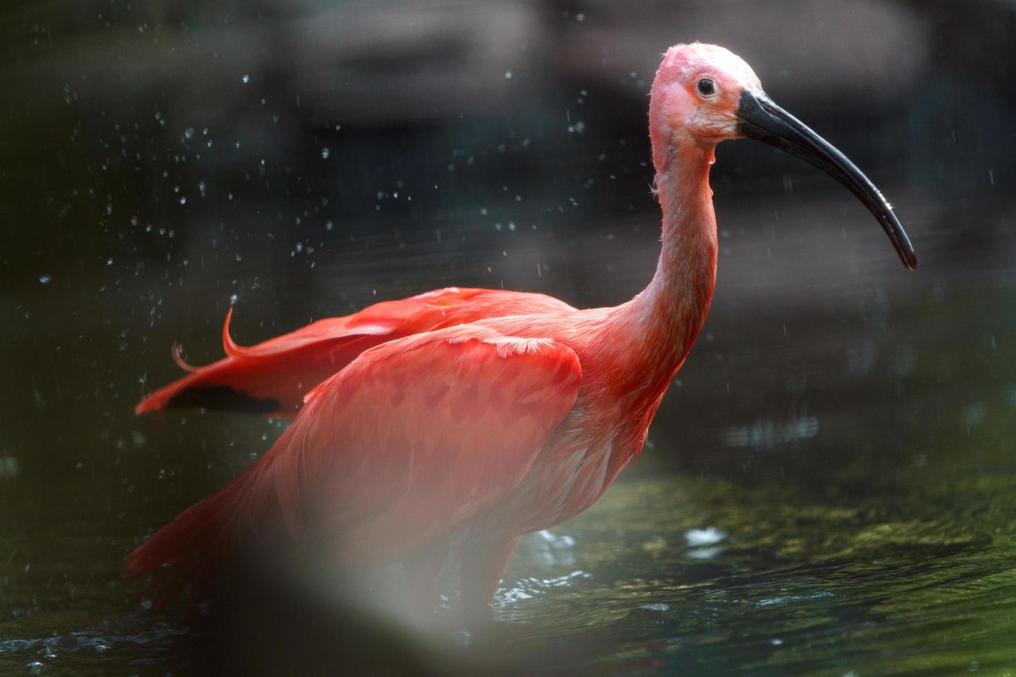 Porträt von Scarlet Ibis foto