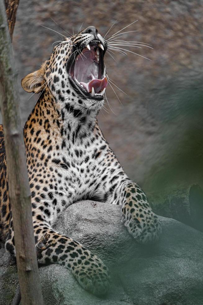 Sri Lanka Leopard foto