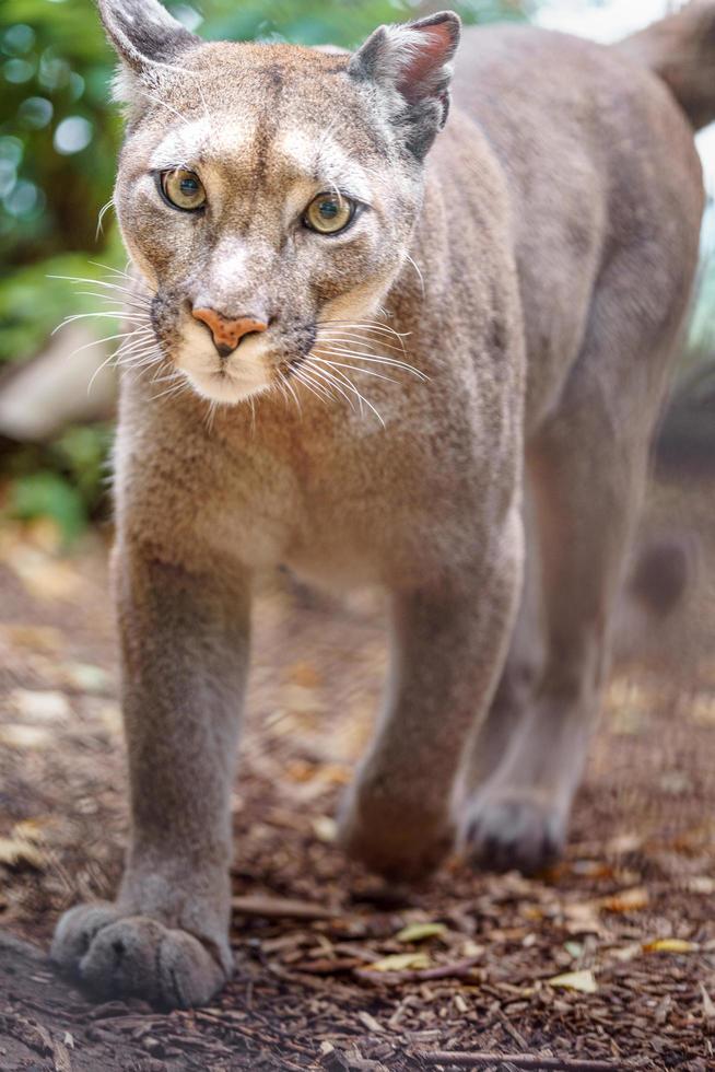 Puma im Zoo foto