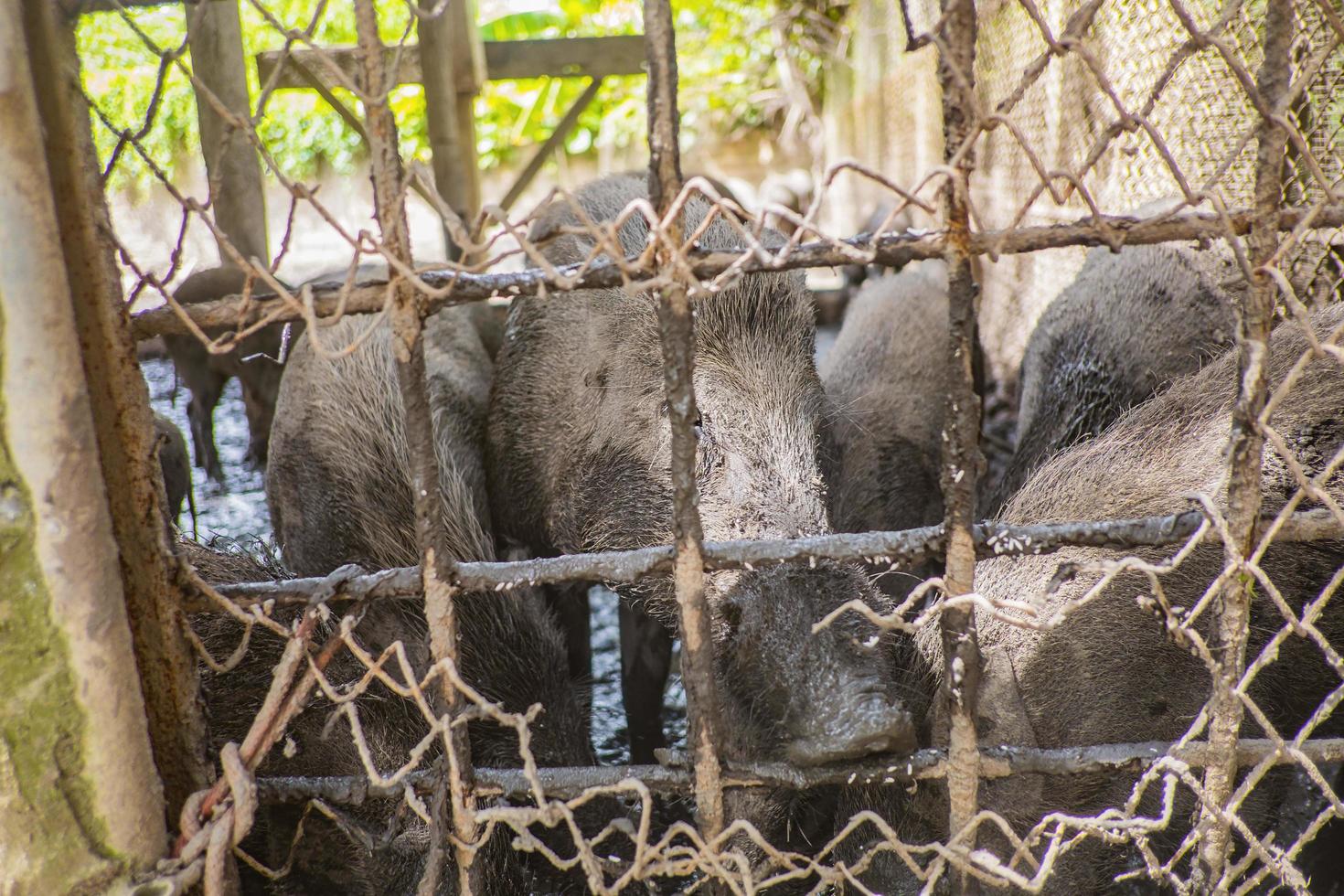 Nahaufnahme einer Gruppe von Wildschweinen hinter dem Metallkäfig foto