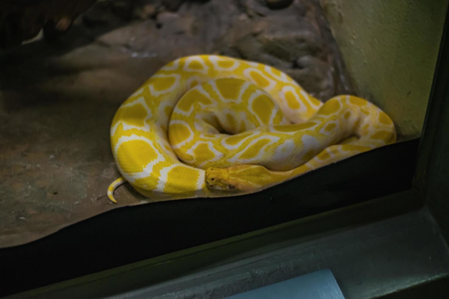 gelbe burmesische pythonschlange auf dem boden im spiegelkäfig in thailand schlangenfarm bangkok thailand foto