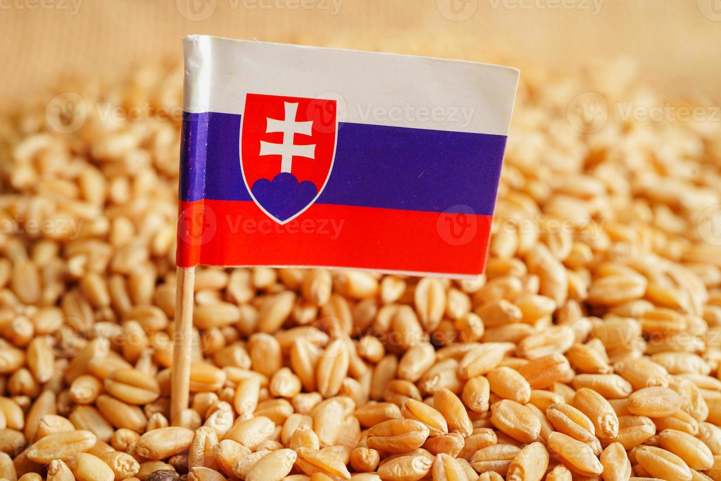 slowakei auf kornweizen, handelsexport und wirtschaftskonzept. foto